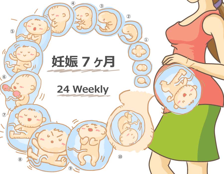 【妊娠24週】胎児と母体の症状で知っておきたいこと 妊娠kara出産made