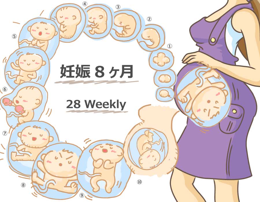 【妊娠28週】胎児と母体の症状で知っておきたいこと 妊娠kara出産made