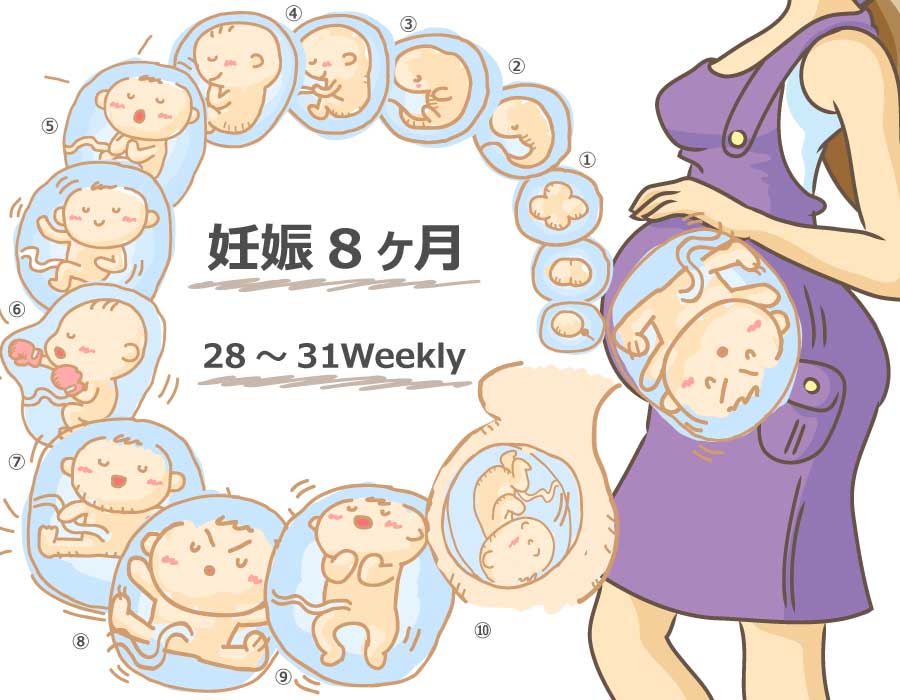 【妊娠8ヶ月】胎児と母体の症状で知っておきたいこと 妊娠kara出産made