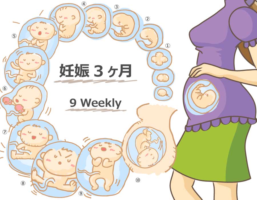 【妊娠9週】胎児と母体の症状で知っておきたいこと 妊娠kara出産made