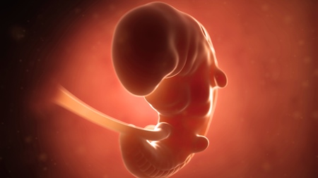 妊娠5週胎児　各器官の形成が急ピッチで進みます