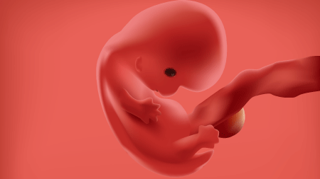 妊娠7週胎児