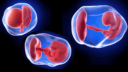 胎芽と胎児とは