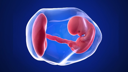 妊娠8週胎児　羊水