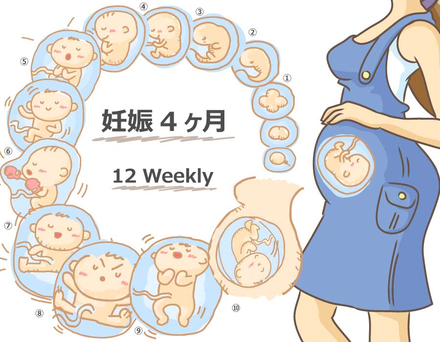 妊娠12週には子宮底長が測れるように ニンアカ