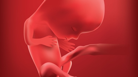 妊娠12週　胎児顔の様子