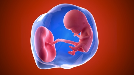 妊娠12週 胎児　羊水
