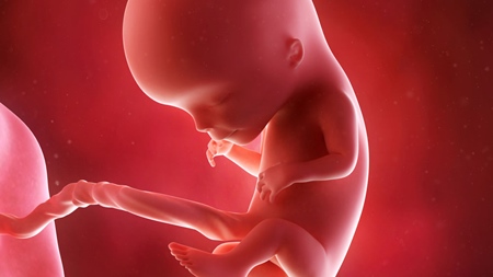 妊娠12週　胎児胎盤の様子