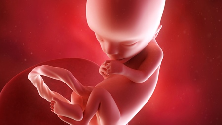 妊娠13週　胎児 胎盤の様子