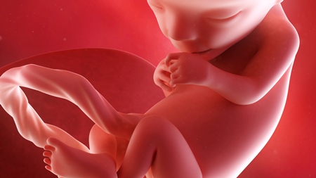 妊娠13週　胎児 胎盤 手の様子