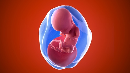 妊娠14週　胎児 胎盤　羊水　の様子