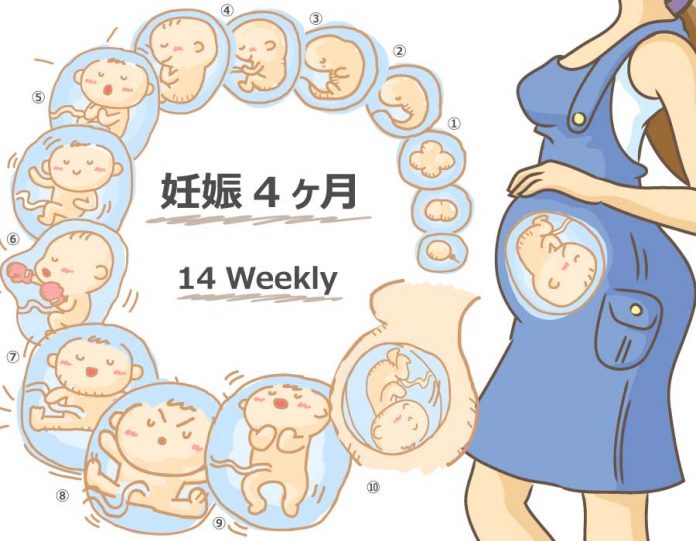 妊娠14週