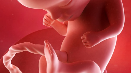 妊娠14週　胎児 胎盤 手の様子