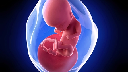 14週 胎児と胎盤へその緒 ニンアカ