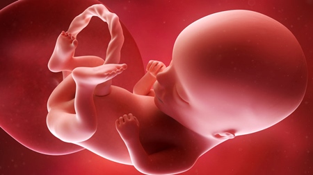 妊娠14週　胎児 胎盤 へその緒の様子