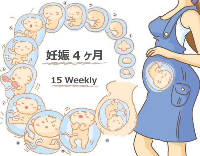 妊娠15週