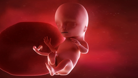妊娠15週　胎児 胎盤 へその緒の様子