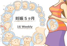 妊娠16週