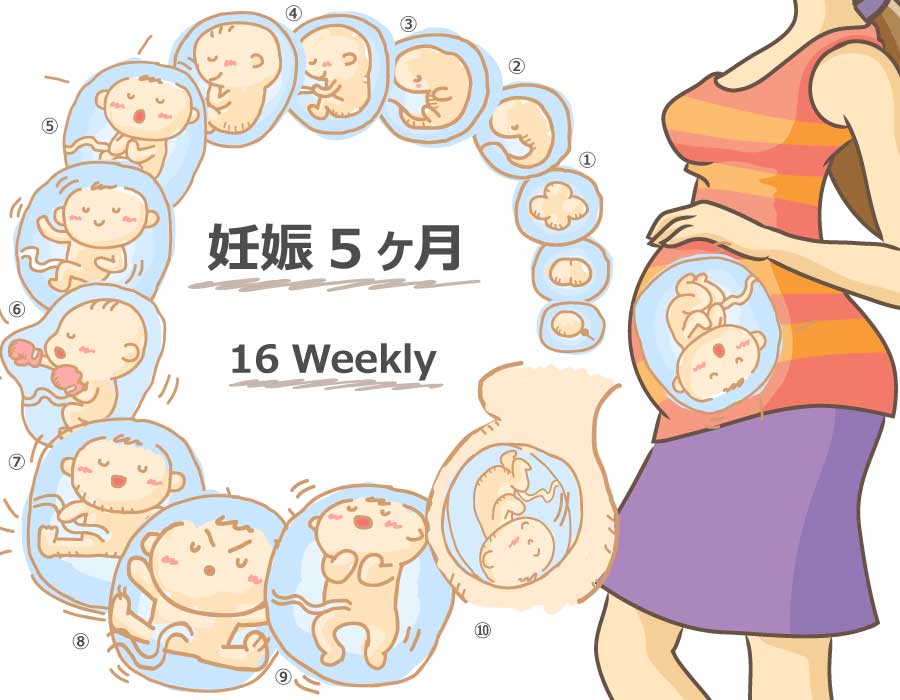 妊娠16週 胎児と母体の症状で知っておきたいこと ニンアカ