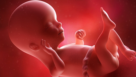 妊娠16週　胎児　顔　手　胎盤の様子
