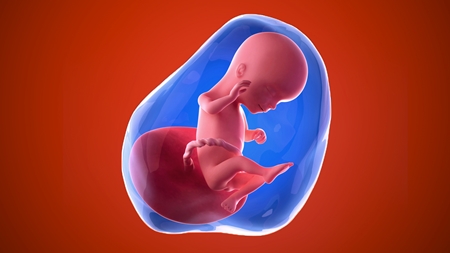 妊娠16週　胎児 胎盤　羊水　の様子