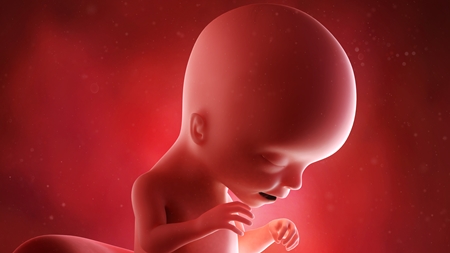 妊娠17週　胎児　頭　の様子