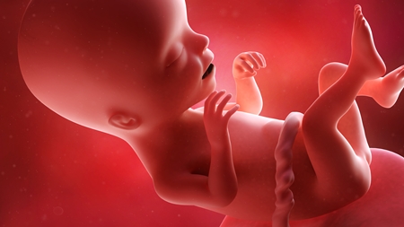 妊娠17週　胎児 胎盤 へその緒の様子