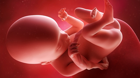 妊娠18週　胎児 胎盤 へその緒の様子