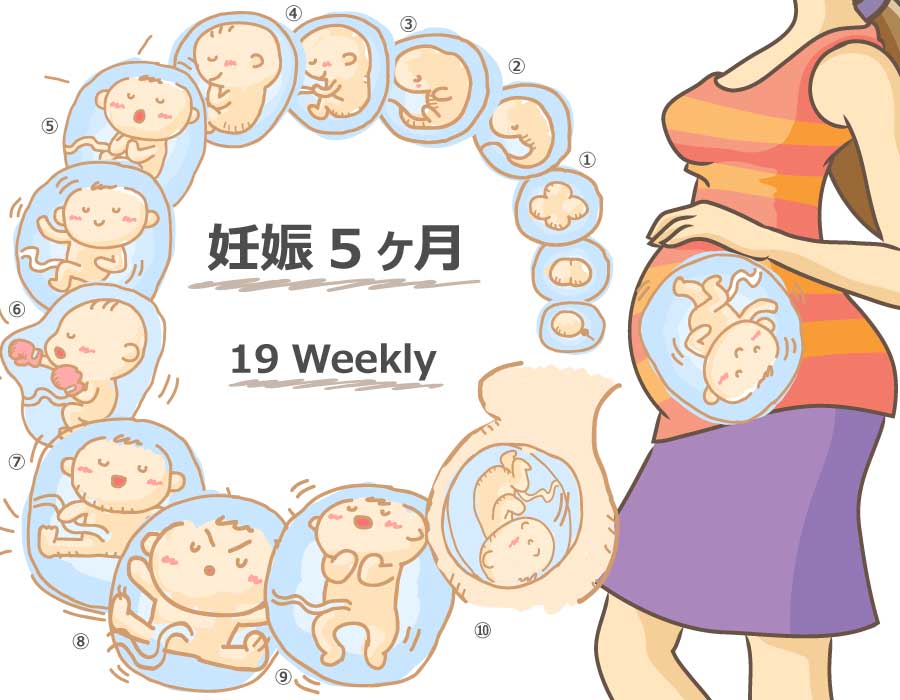 妊娠19週 胎児と母体の症状で知っておきたいこと ニンアカ