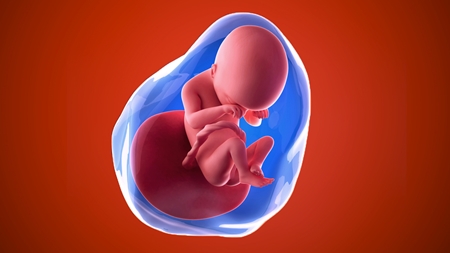 妊娠19週　胎児 胎盤　羊水　の様子