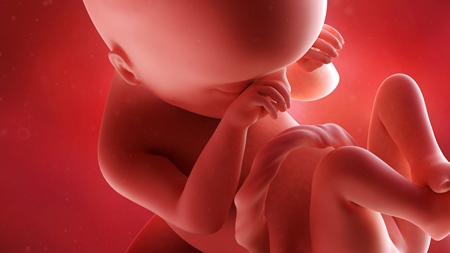 妊娠19週　胎児　の様子