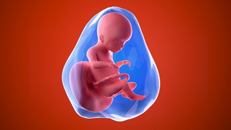 妊娠20週　胎児 胎盤　羊水　の様子