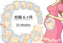 妊娠23週