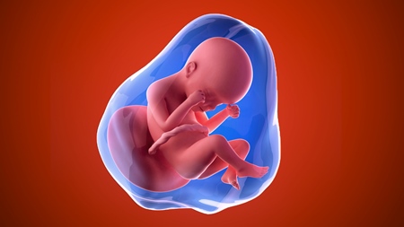妊娠24週　胎児 胎盤　羊水　の様子