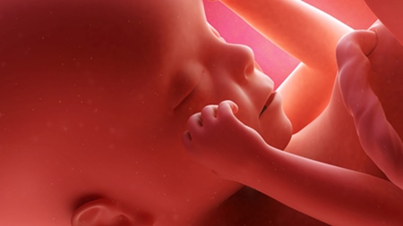 妊娠24週　胎児　顔　口　へそ緒　の様子