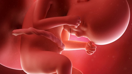 妊娠24週　胎児　の様子