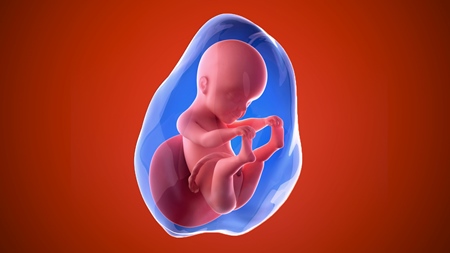 妊娠25週　胎児 胎盤　羊水　の様子
