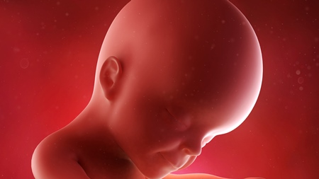 妊娠25週　胎児　顔　頭　の様子