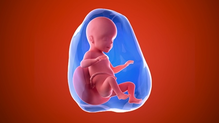 妊娠26週　胎児 胎盤　羊水　の様子