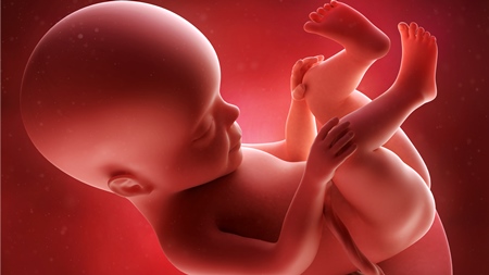 妊娠26週　胎児　の様子