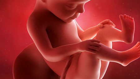 妊娠27週　胎児 胎盤 へその緒の様子