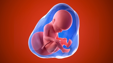 妊娠27週　胎児 胎盤　羊水　の様子