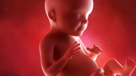 妊娠28週　胎児　の様子