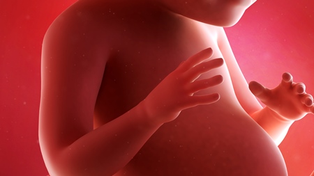 妊娠28週　胎児 胸の様子