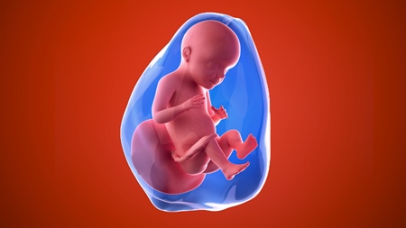 妊娠28週　胎児 胎盤　羊水　の様子