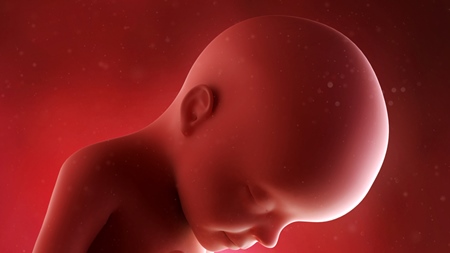 妊娠29週　胎児　頭　の様子