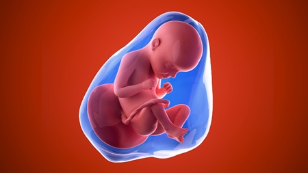 妊娠29週　胎児 胎盤　羊水　の様子