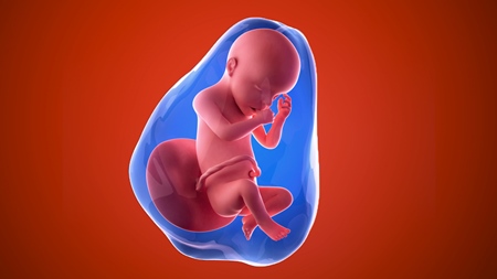 妊娠30週　胎児 胎盤　羊水　の様子