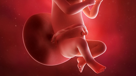 妊娠30週　胎児 胎盤 へその緒の様子