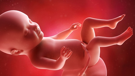 妊娠31週　胎児　の様子